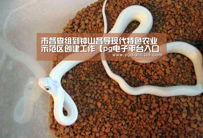 pg电子平台入口官网